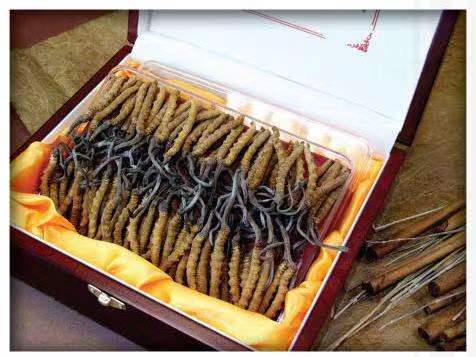 东英镇冬虫夏草回收